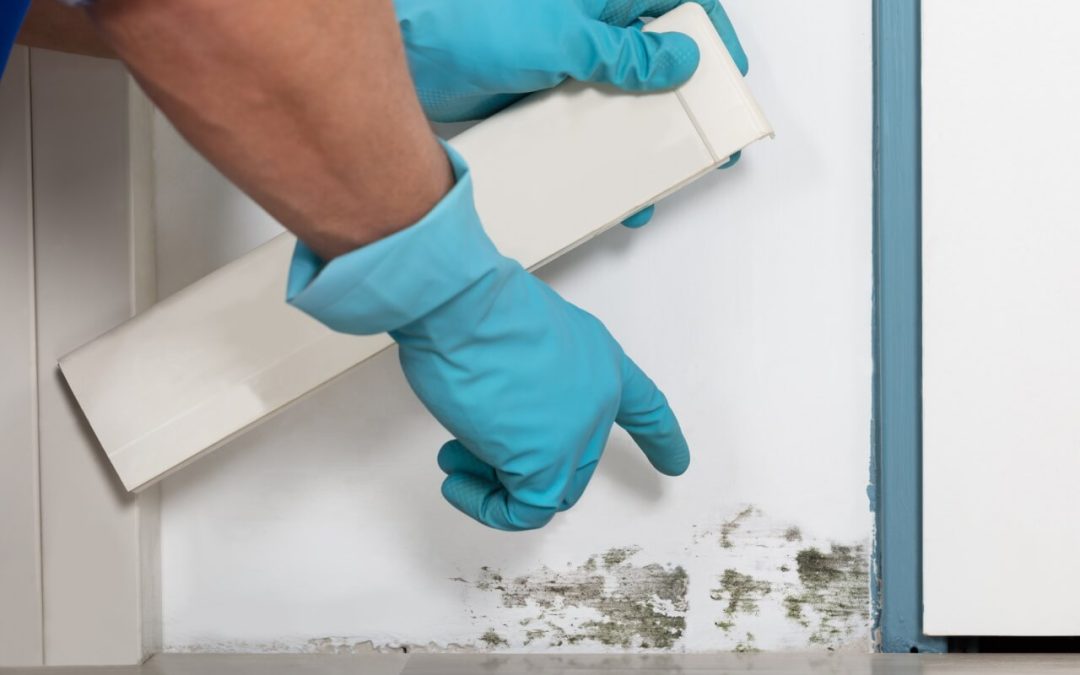 4 Tips for Eliminating Mold From Your Home