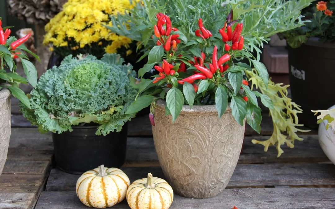Outdoor Living in the Fall: 6 Tips for a Seasonal Transition